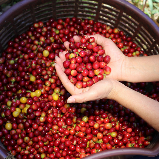 Costa Rica (organic) - Simply Brown Coffee